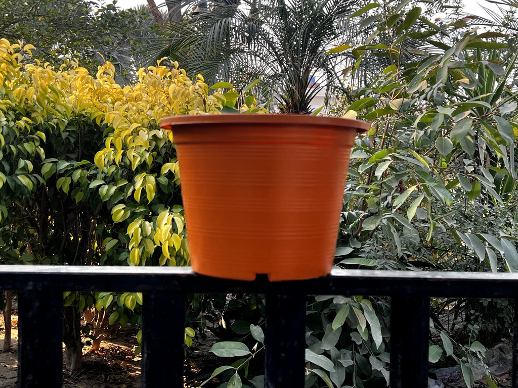 Colorful pots